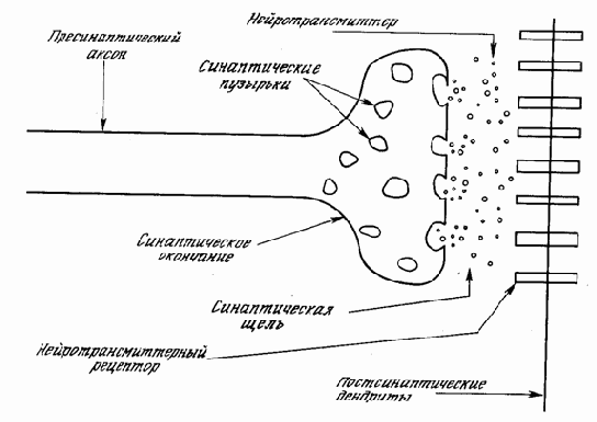 Нейрокомпьютерная техника. Теория и практика
